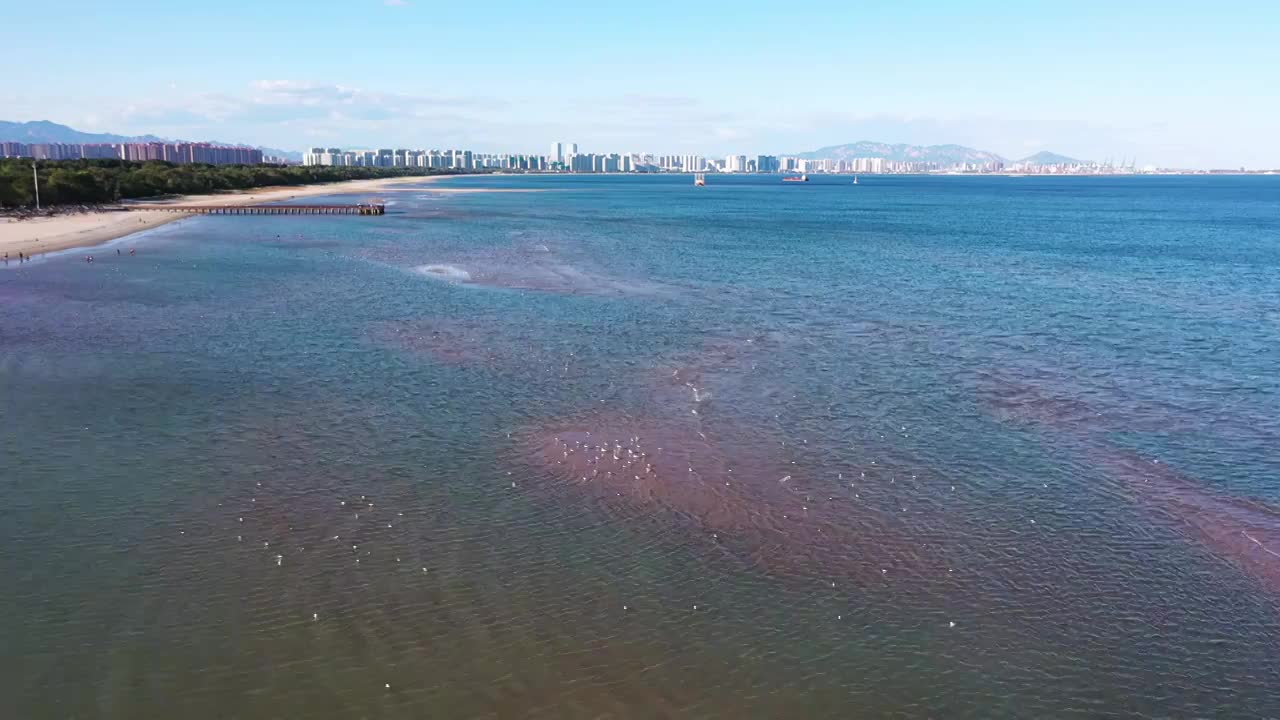 河北省秦皇岛北戴河海滨湿地视频视频素材