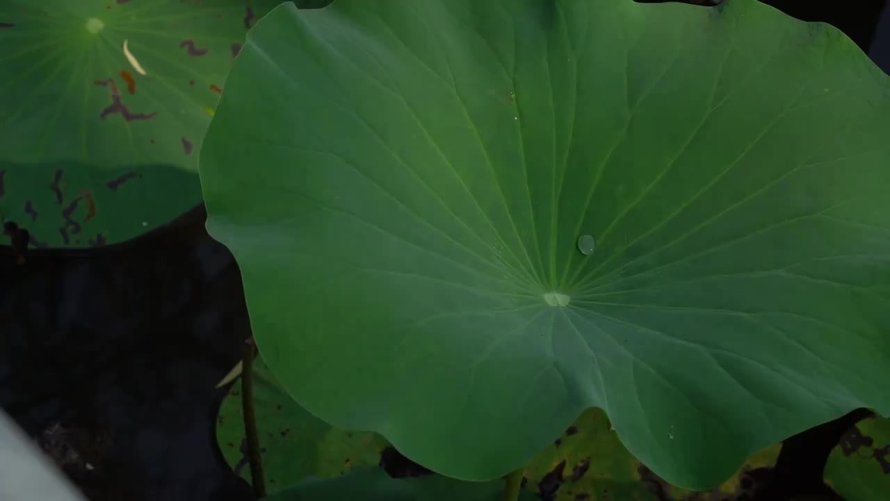 北京北海公园夏日荷花美景视频素材