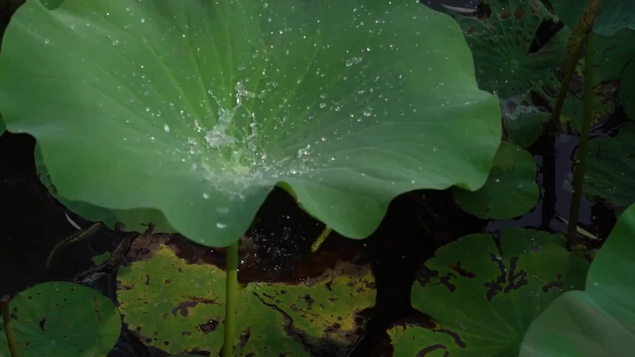 北京北海公园夏日荷花美景视频素材