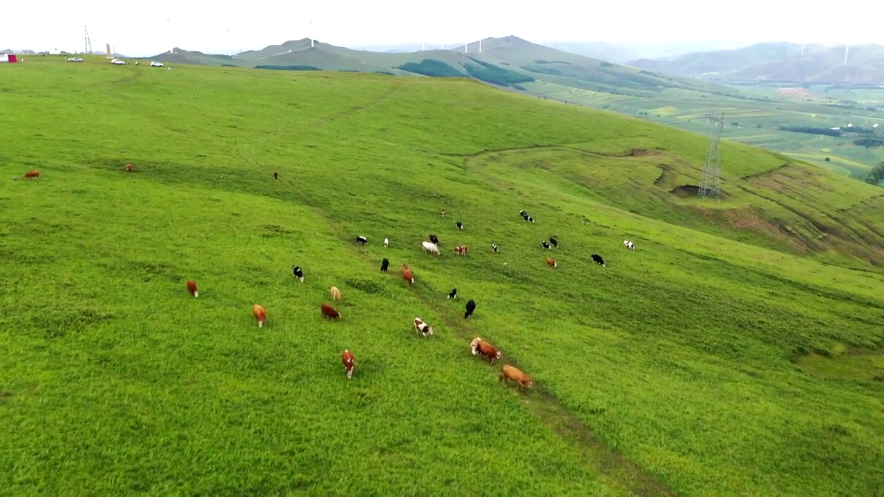 夏天河北张家口草原天路田野风车牧场视频素材