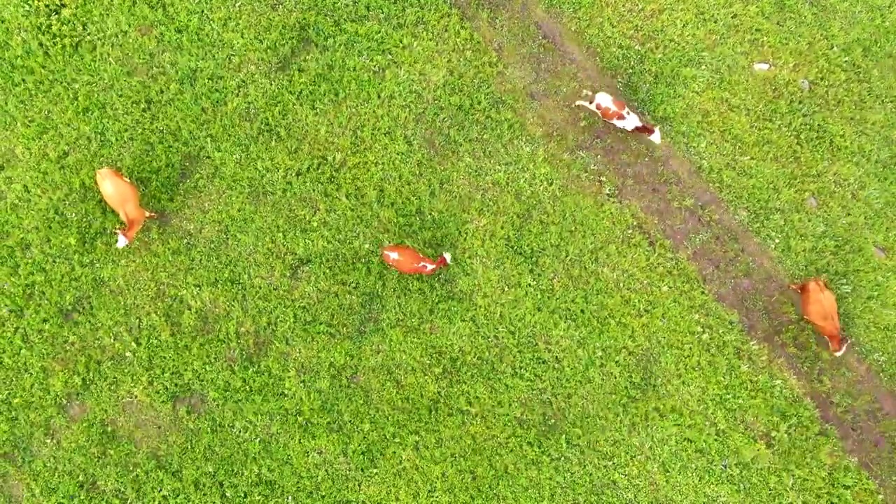 航拍夏天河北张家口草原天路田野牛群视频素材