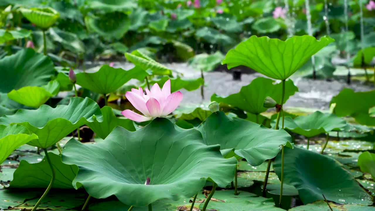 夏季盛夏时凉爽的荷塘荷花视频素材