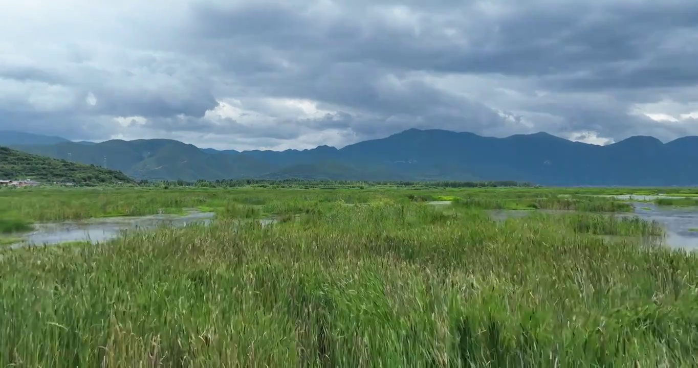 泸沽湖草海生态风光航拍视频素材