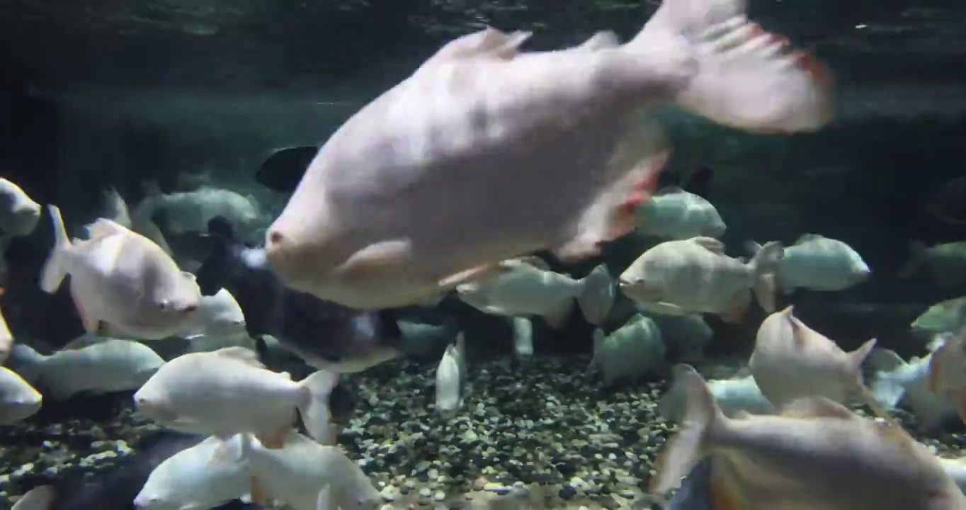 水族箱里有游来游去的黑色与白色鱼群视频素材