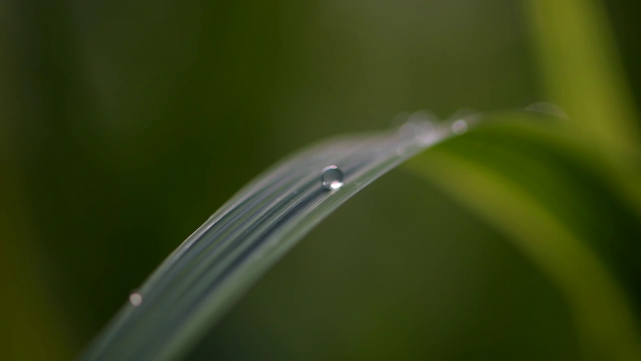 夏天清晨露珠视频素材