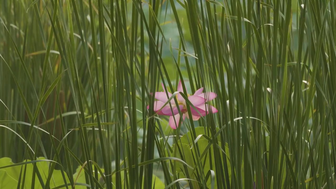 蒲棒掩映荷花视频素材