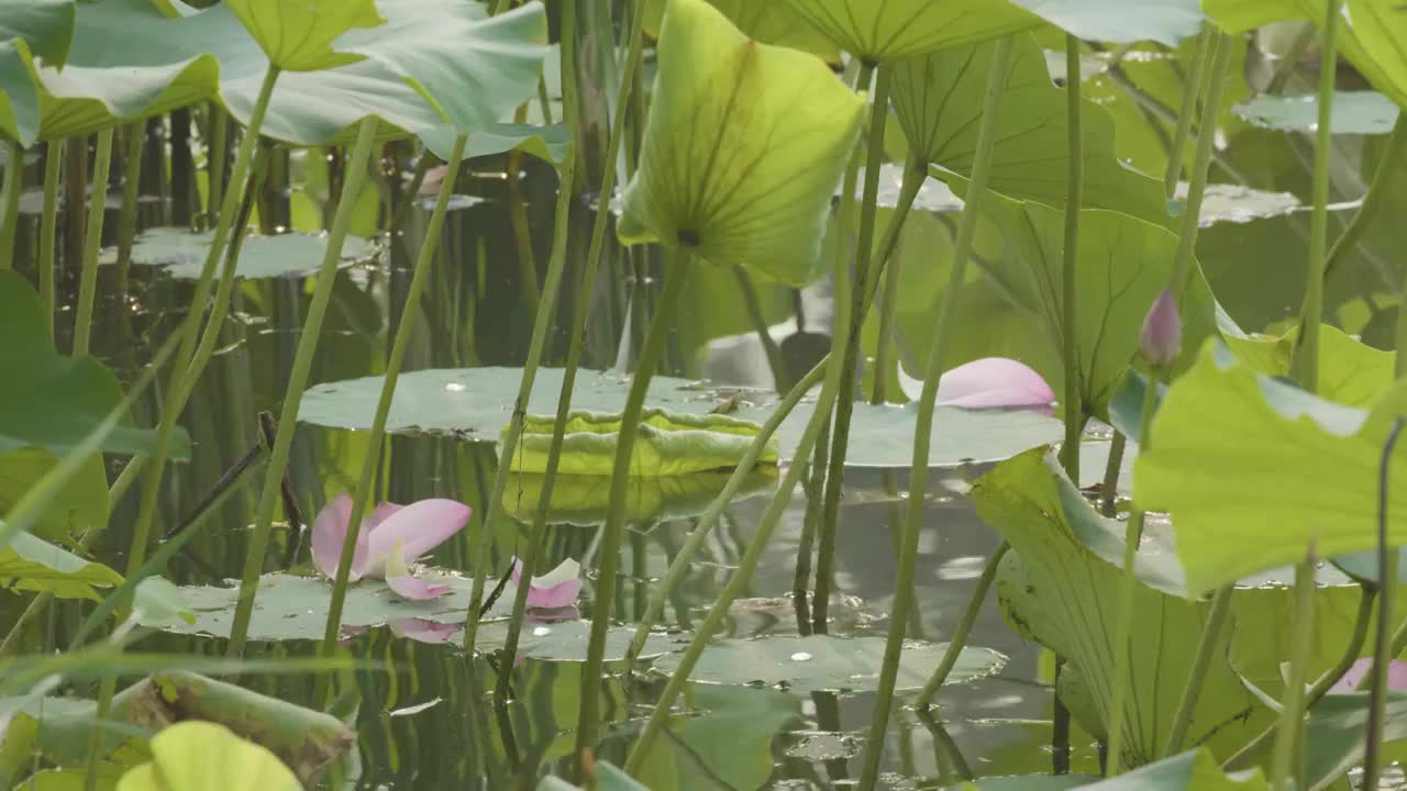 荷花瓣视频素材