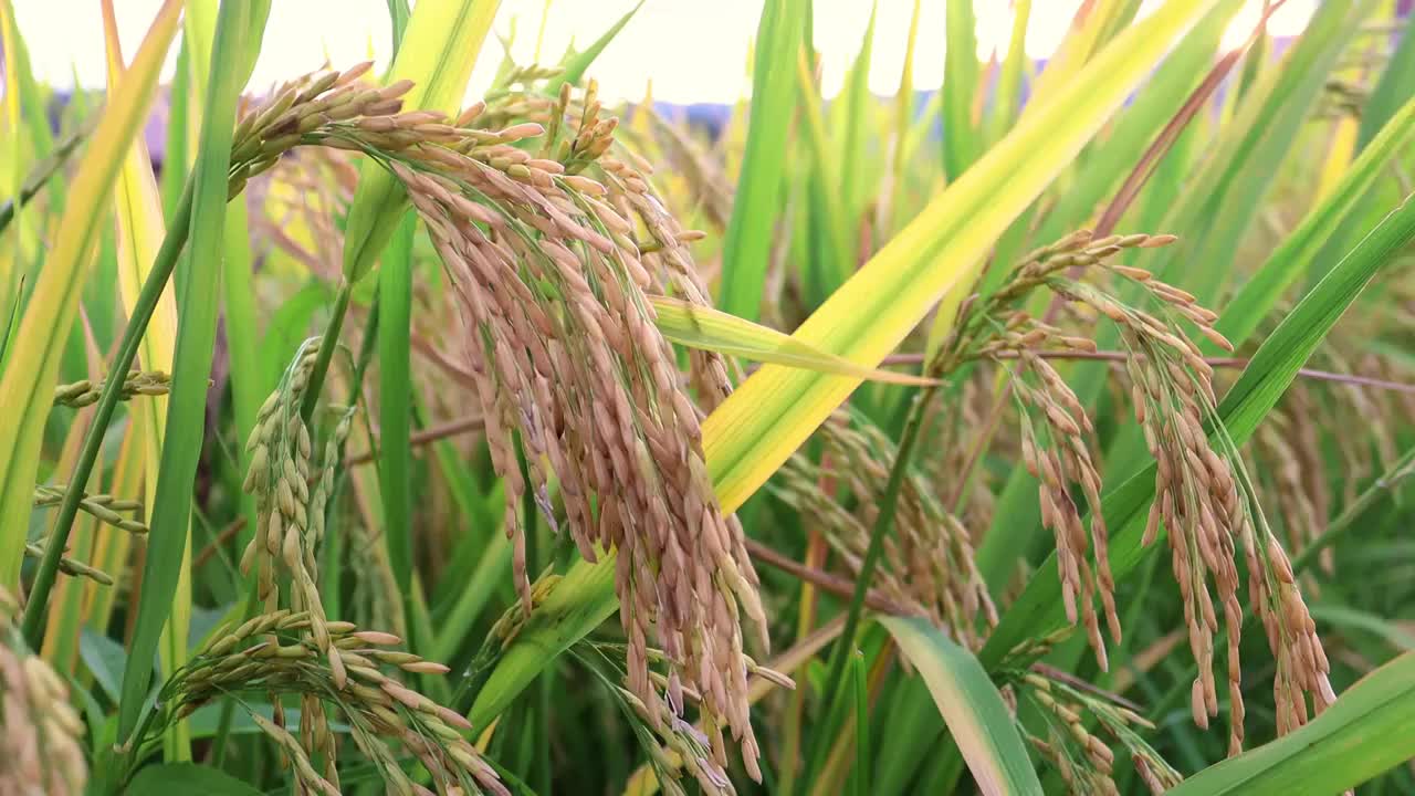 夏季中国湖南邵阳清晨阳光中的水稻特写视频素材