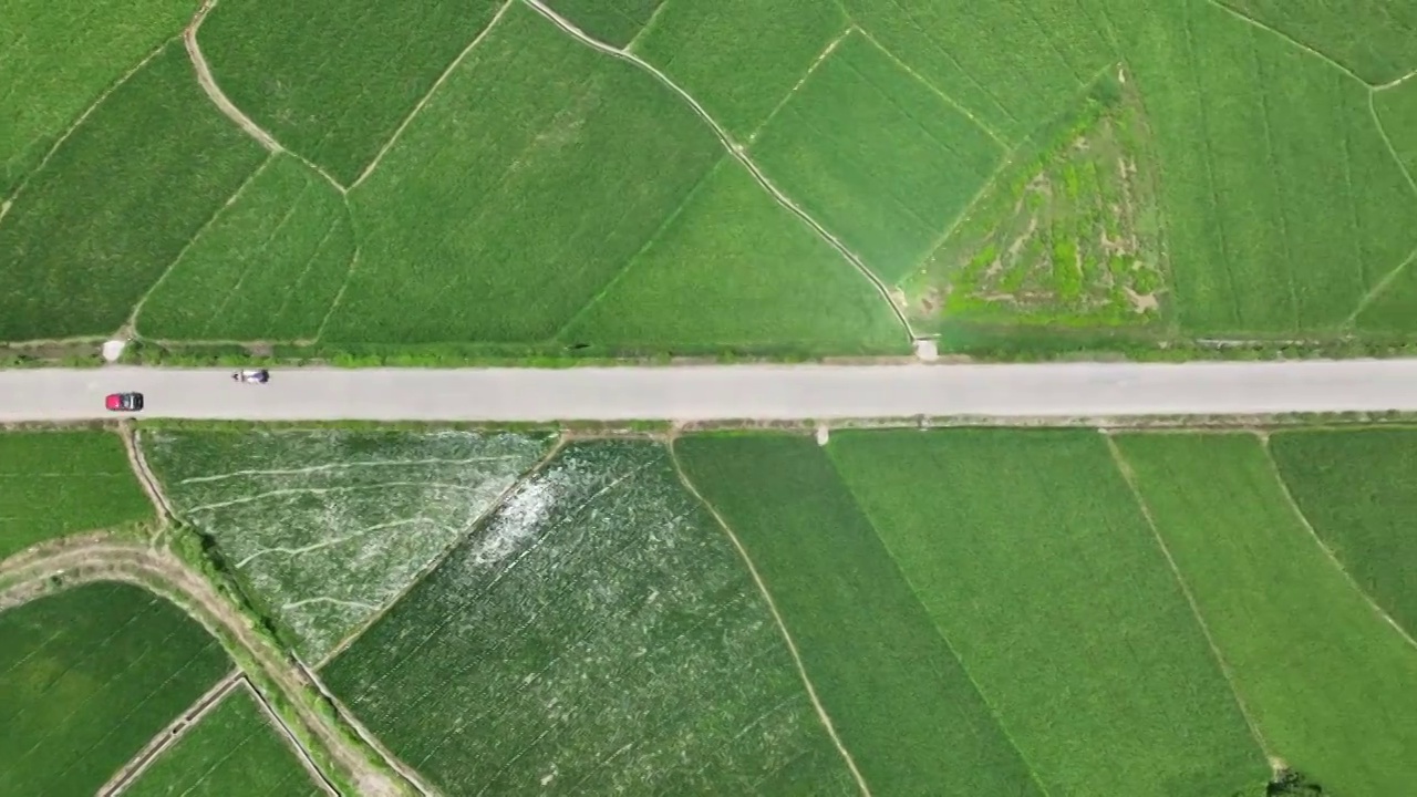 夏季阳光下乡村公路两旁绿色的稻田视频素材