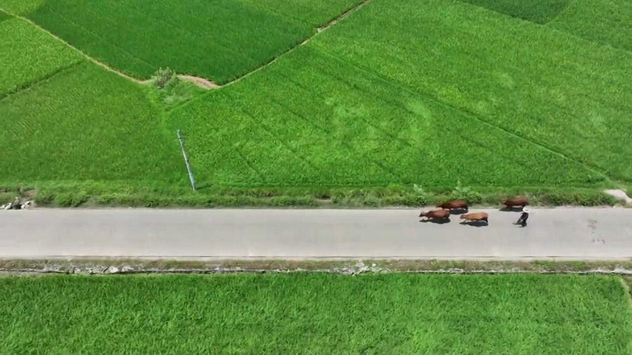 夏季阳光下乡村公路上牧归的牛群和两旁的稻田视频素材