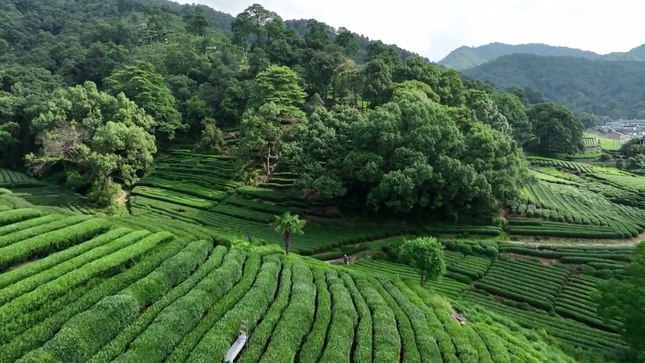 杭州龙井茶园视频素材