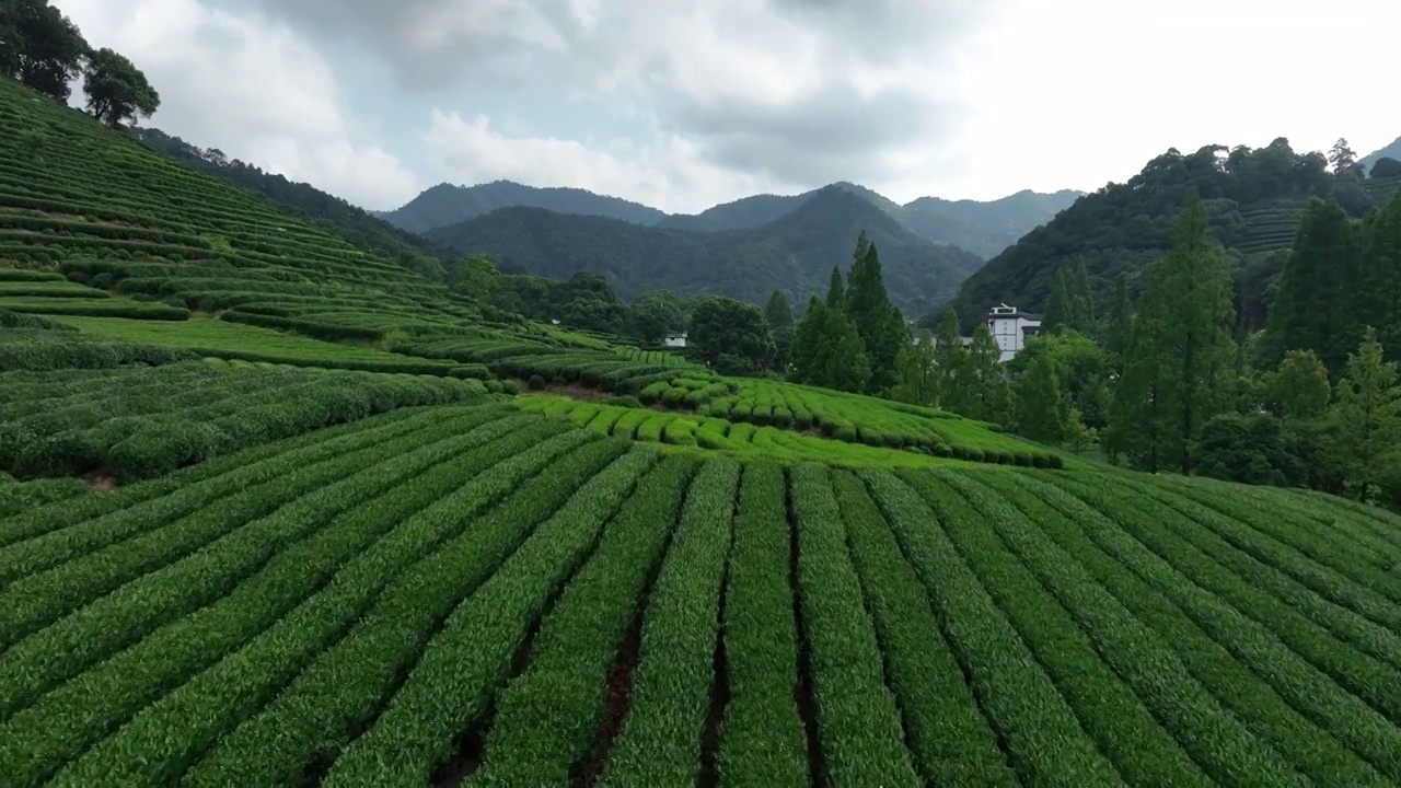 杭州龙井茶园视频素材