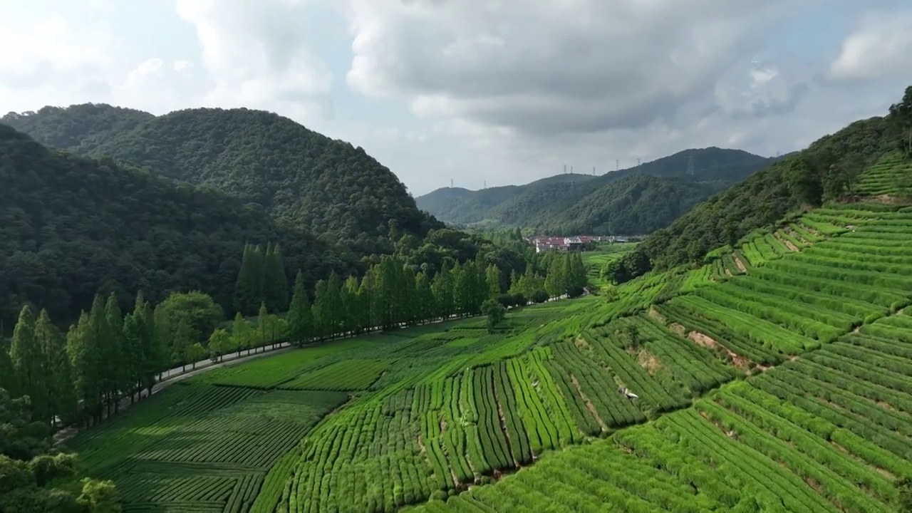 杭州龙井茶园视频素材