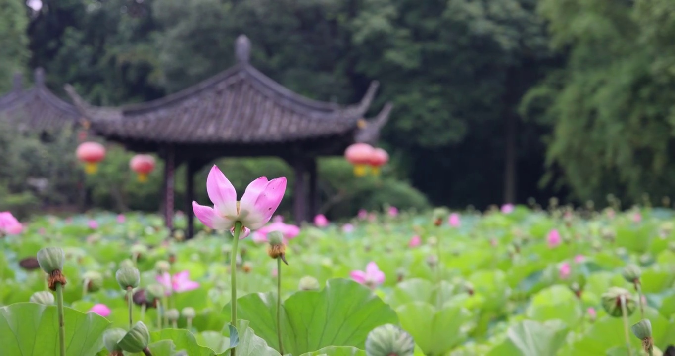 城市公园：成都郫都区望丛祠荷花池塘里的亭子视频素材