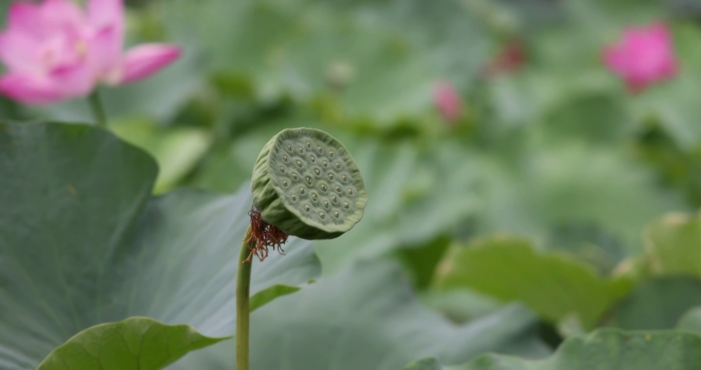 植物花卉：荷花池塘里一株莲蓬视频素材