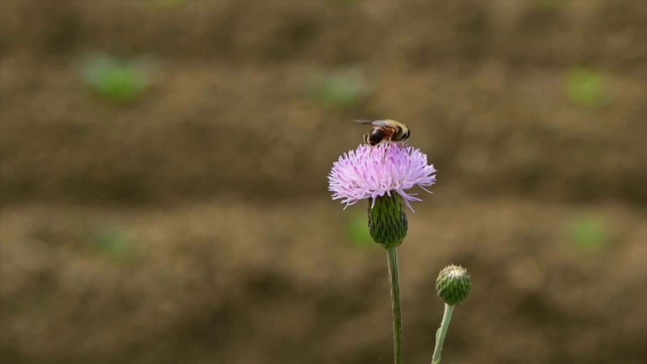 蜜蜂采蜜视频素材