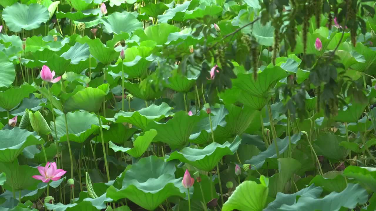 夏日阳光下的南京玄武湖荷花视频素材