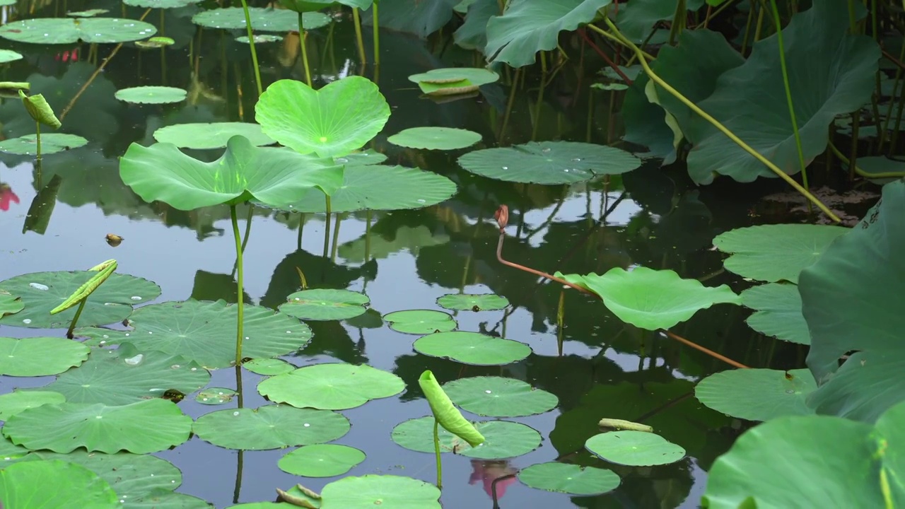 夏日阳光下的南京玄武湖荷花视频素材