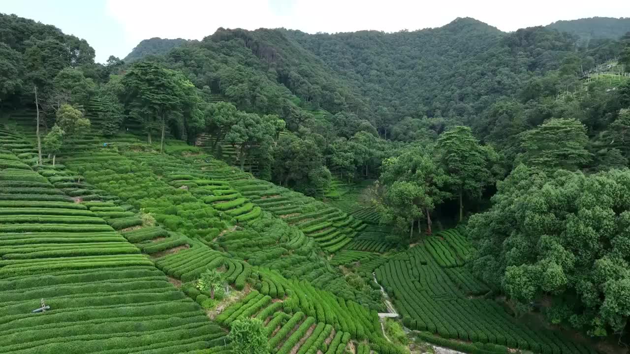 杭州龙井茶园视频素材