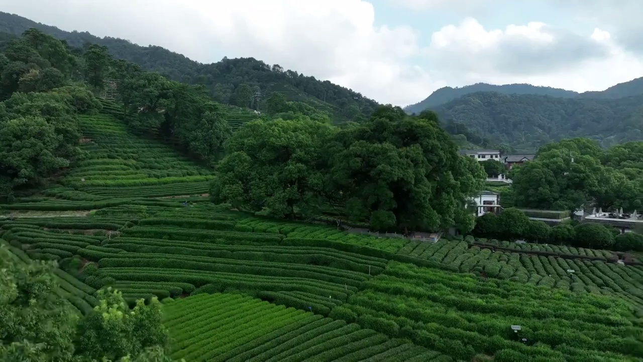 杭州龙井茶园视频素材