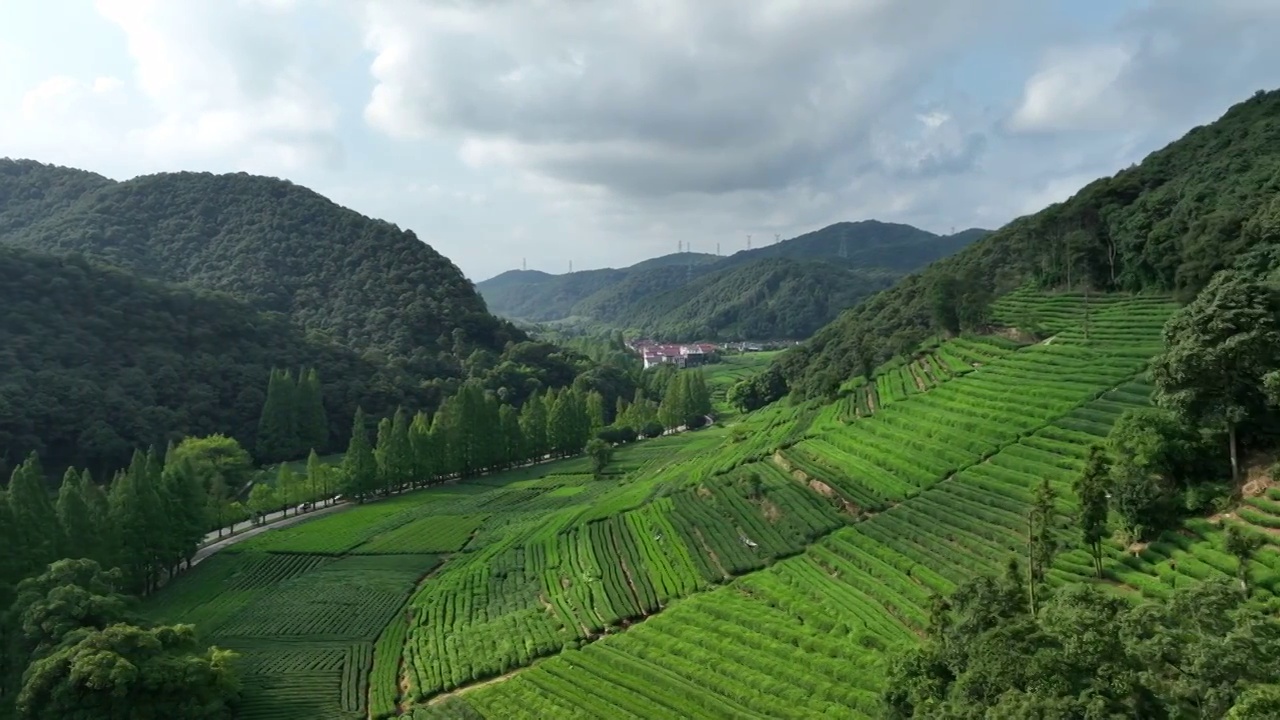 杭州龙井茶园视频素材