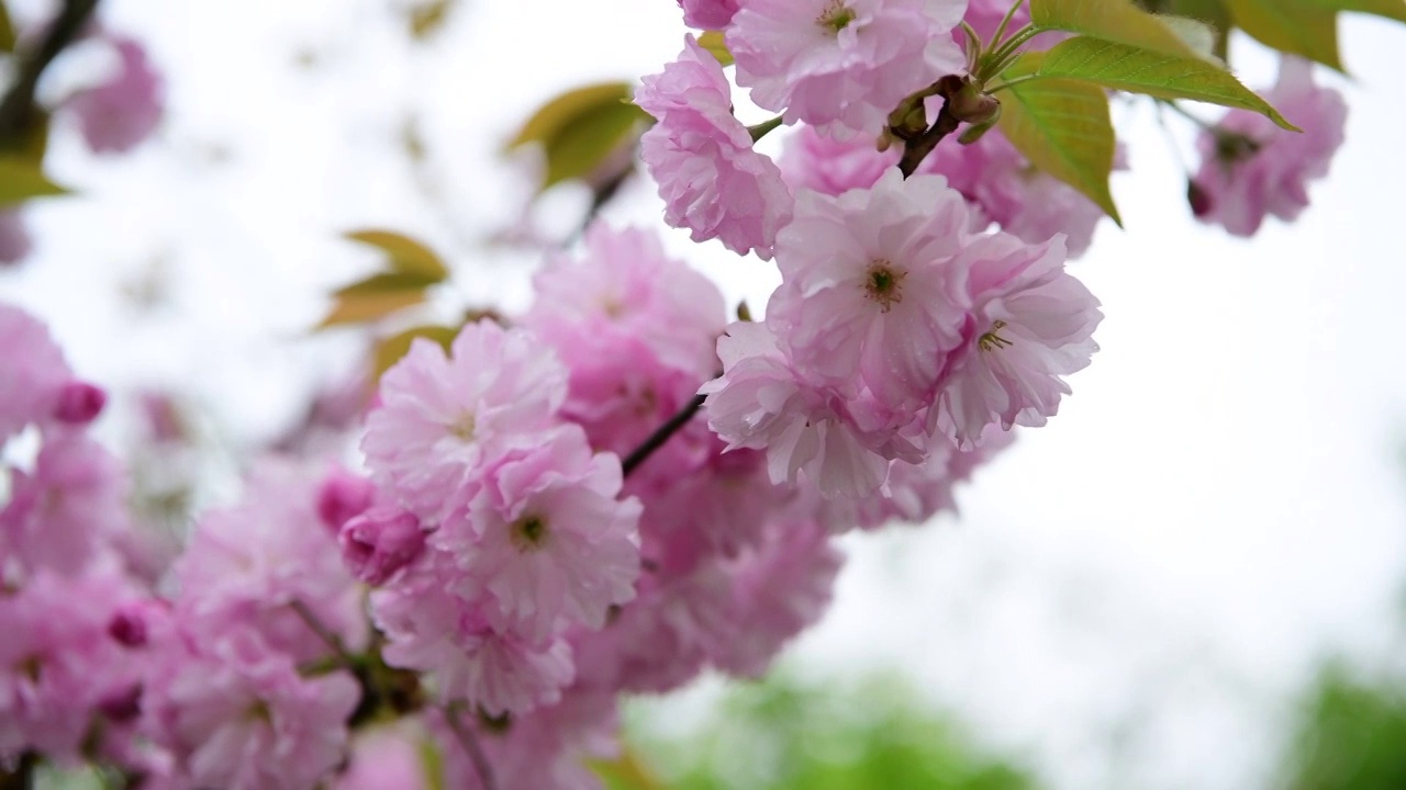 樱花视频素材