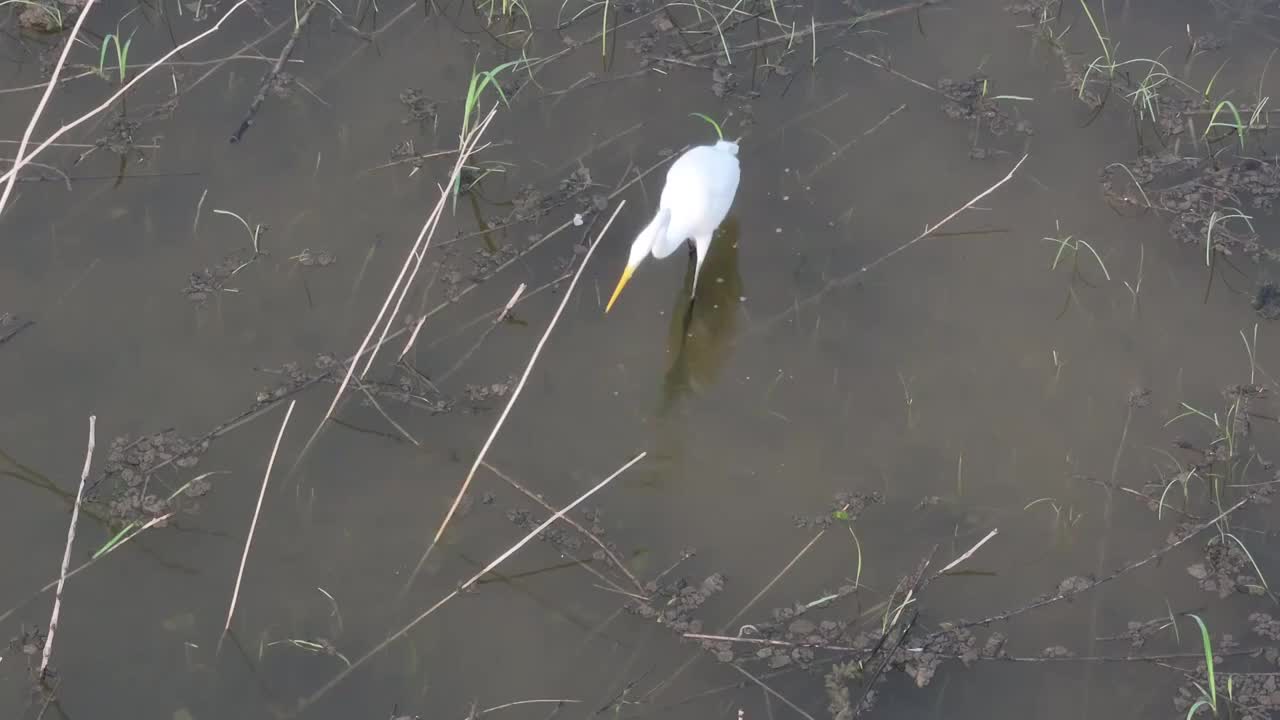 夏日昌平桃峪口水库的一级保护动物黄嘴白鹭觅食视频素材