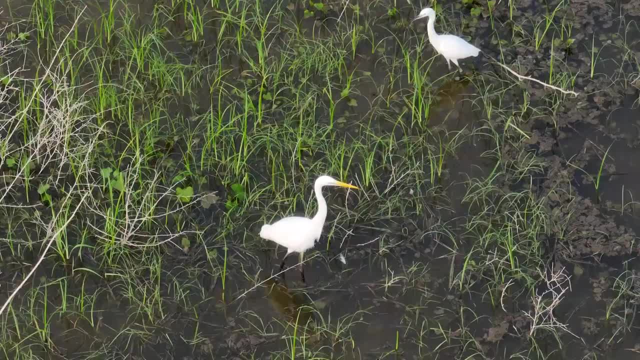 夏日昌平桃峪口水库的白鹭和黄嘴白鹭视频素材