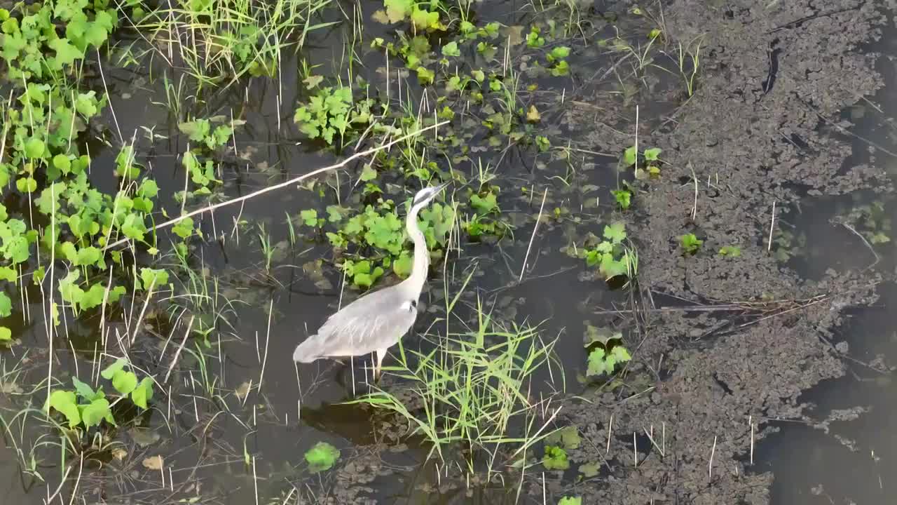 夏日昌平桃峪口水库的苍鹭视频素材