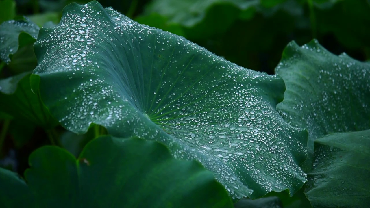 雨中荷叶视频下载