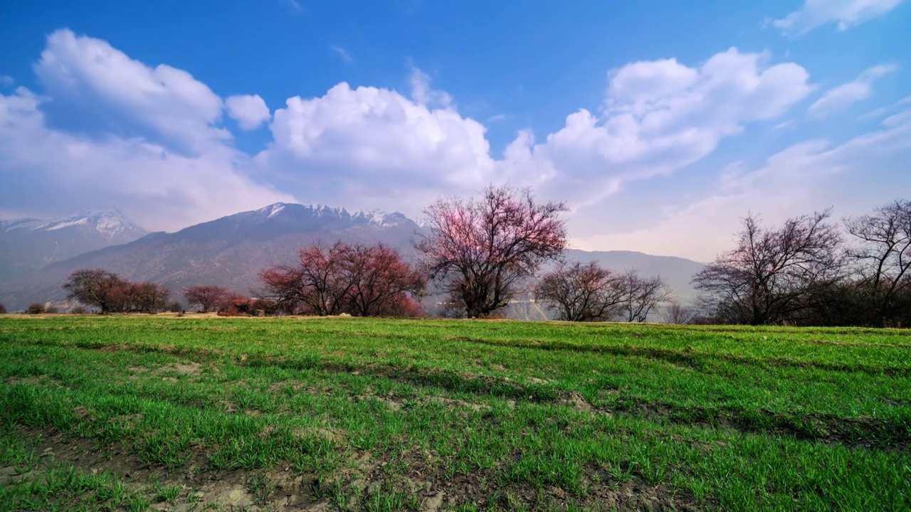 西藏林芝波密桃花村桃花盛开航拍延时视频素材