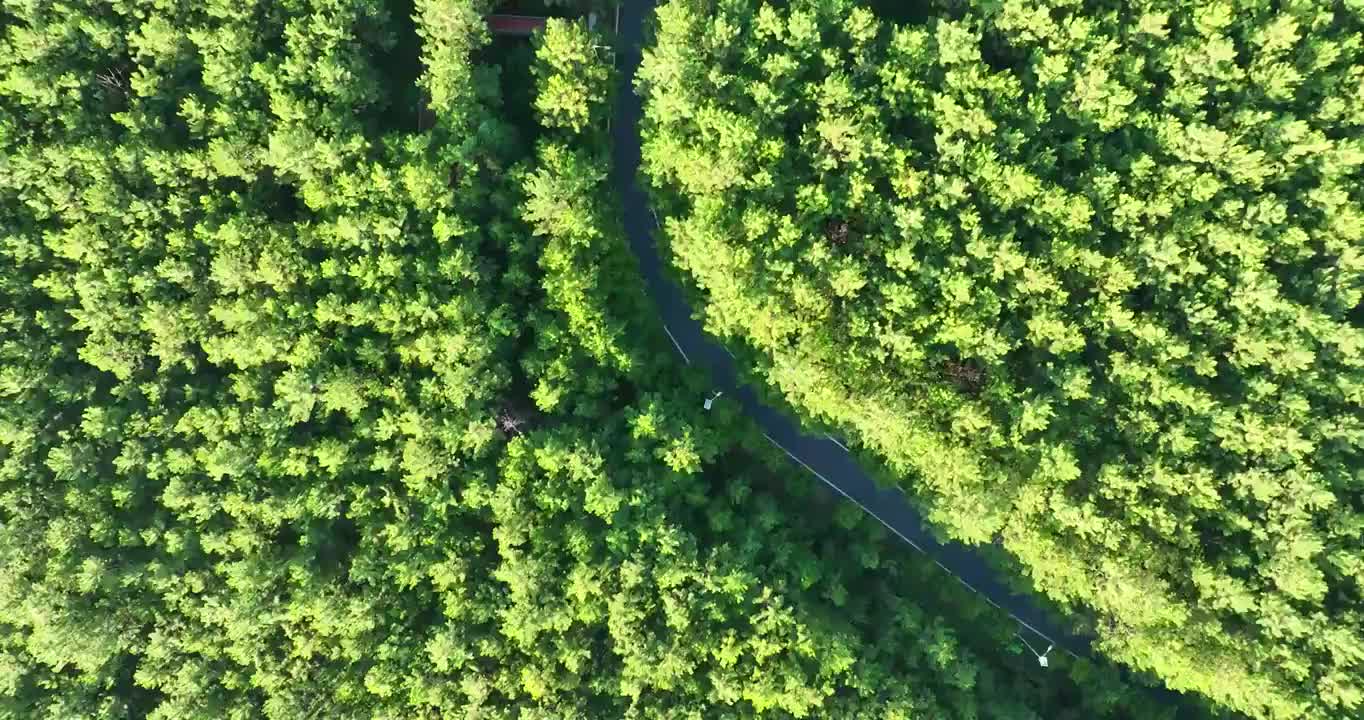 森林 自然  绿色 风景 宁静 环境 生态 环保 清晰视频素材