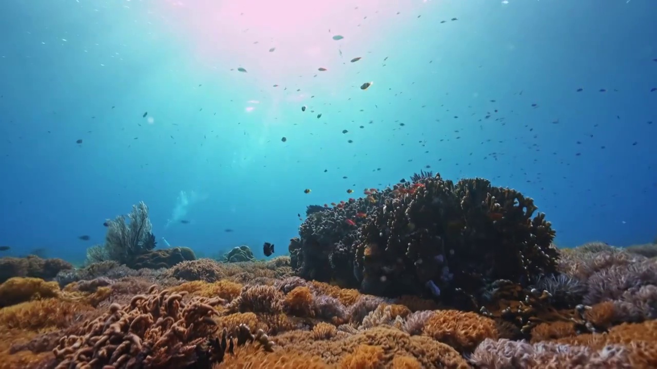 水下摄影海底世界珊瑚礁生态视频下载