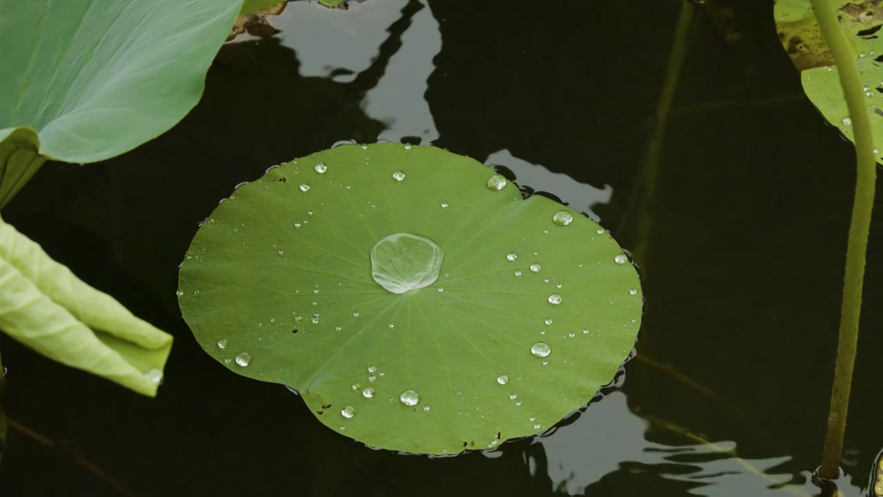 荷叶落雨视频素材