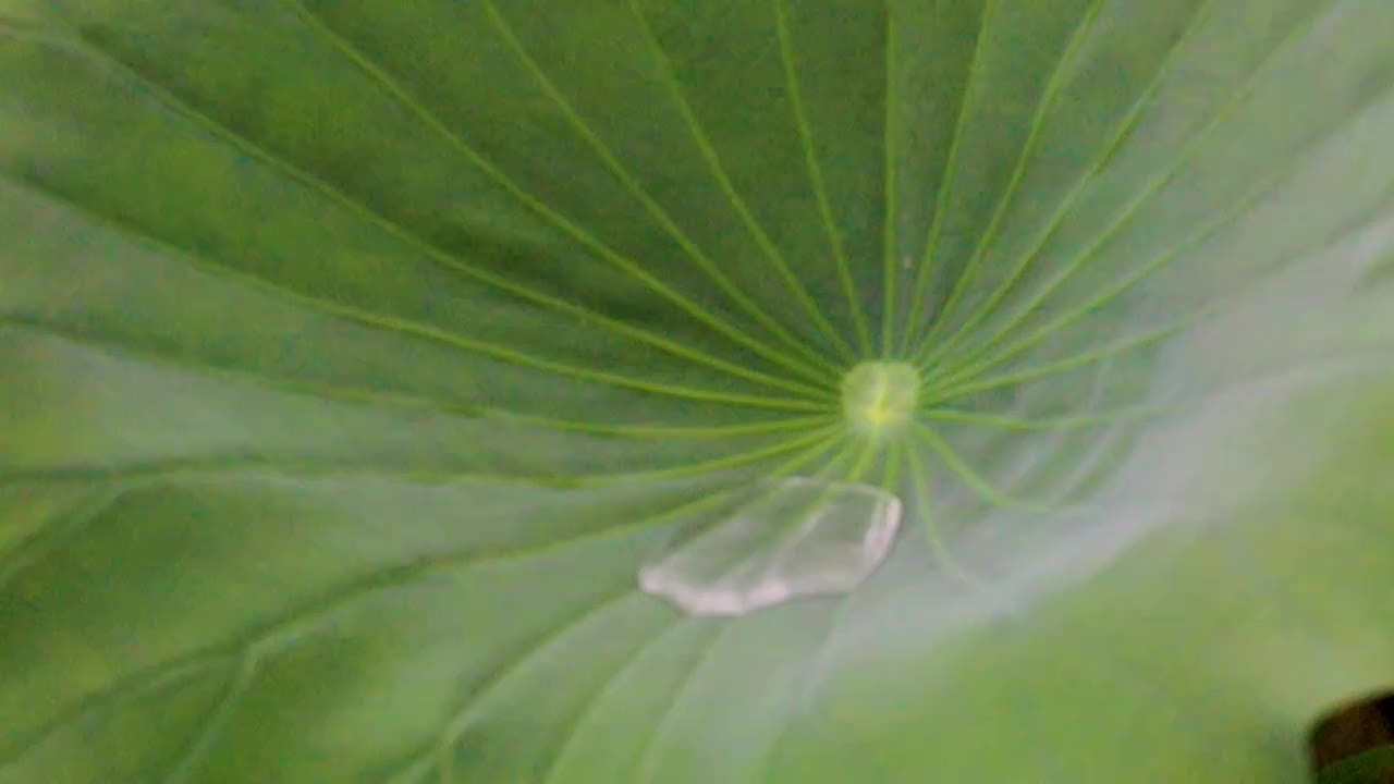 荷塘小雨视频素材