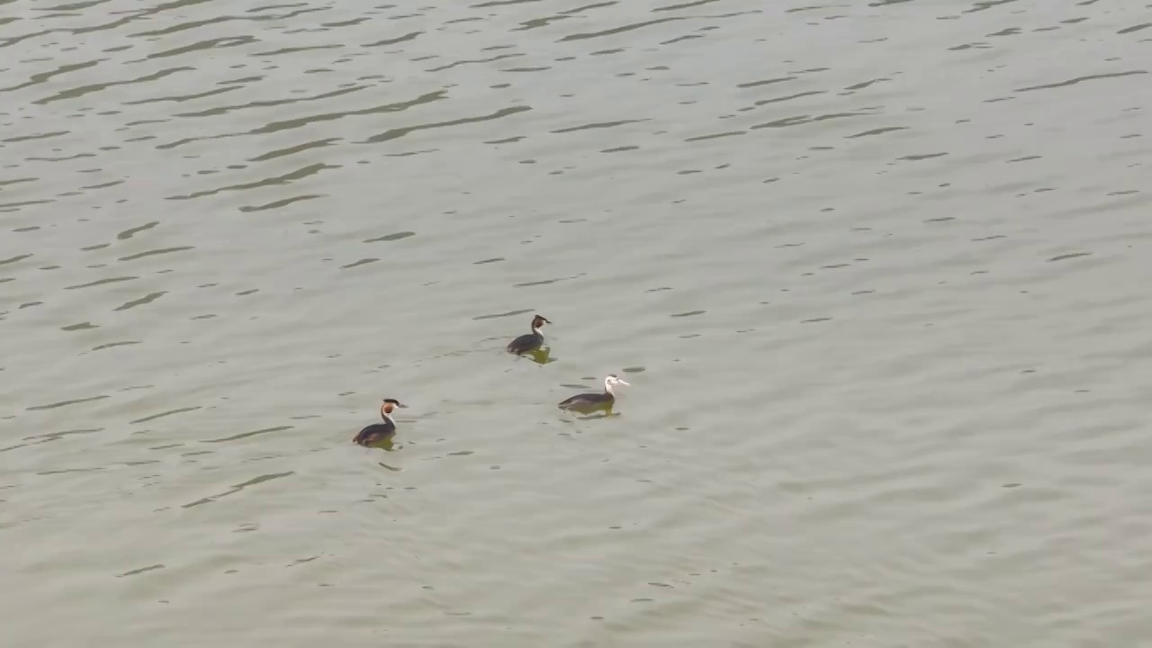 夏日昌平桃峪口水库的凤头鸊鷉一家三口视频素材