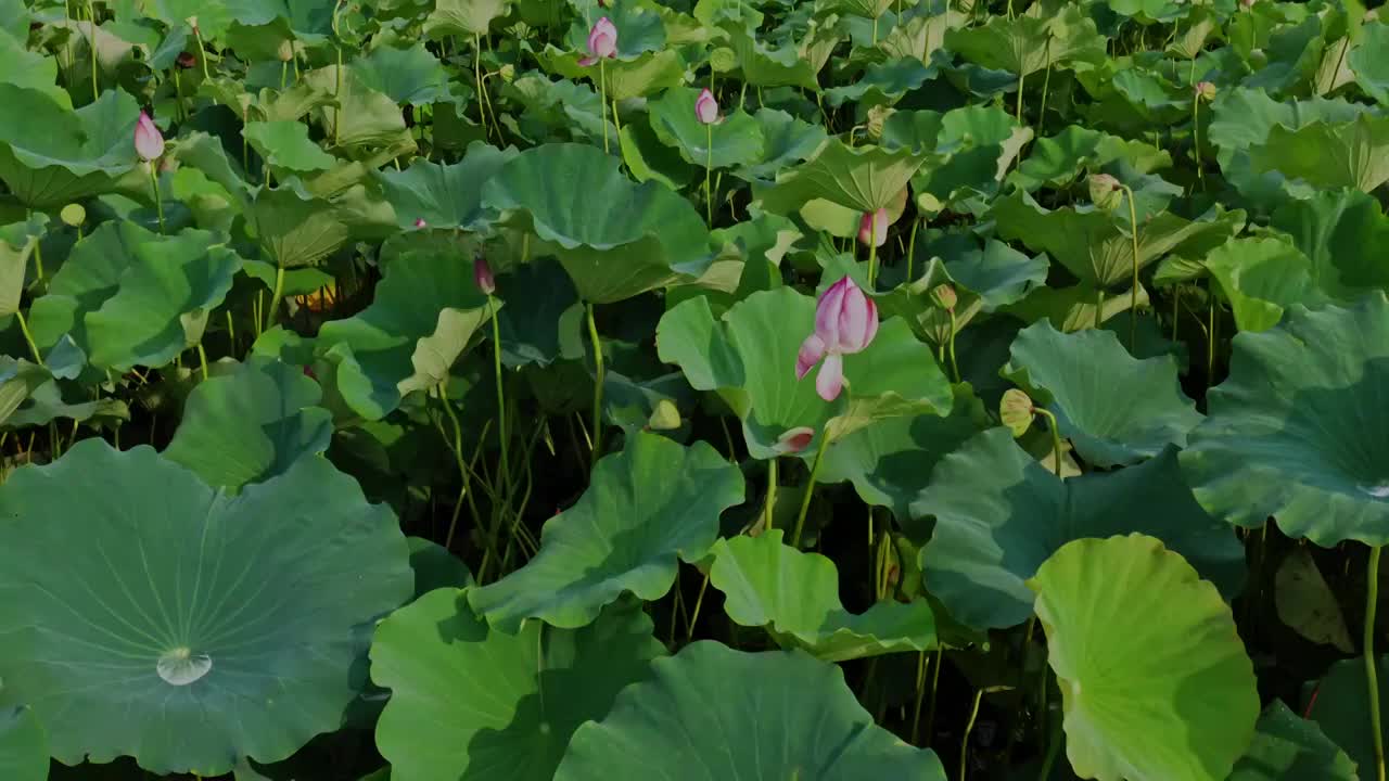 航拍上海松江新浜荷花园荷塘视频素材