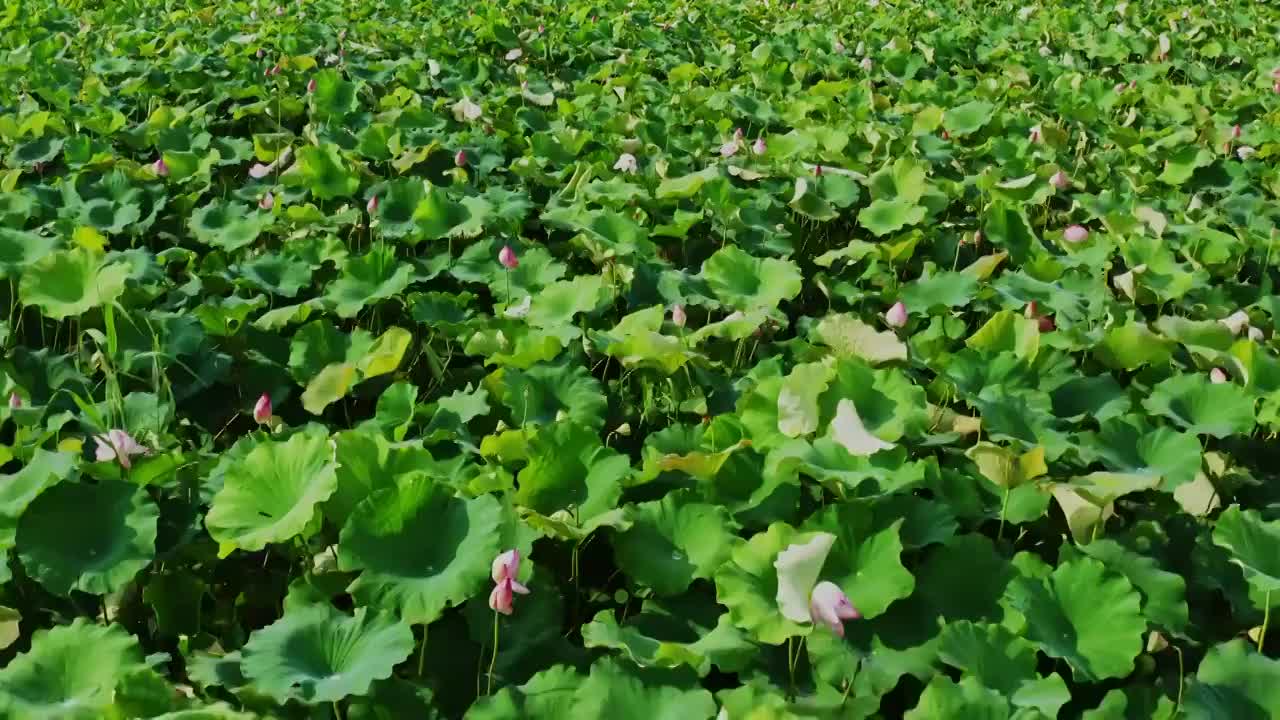 航拍上海松江新浜荷花园荷塘视频素材