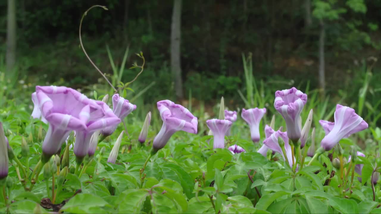 野花视频素材