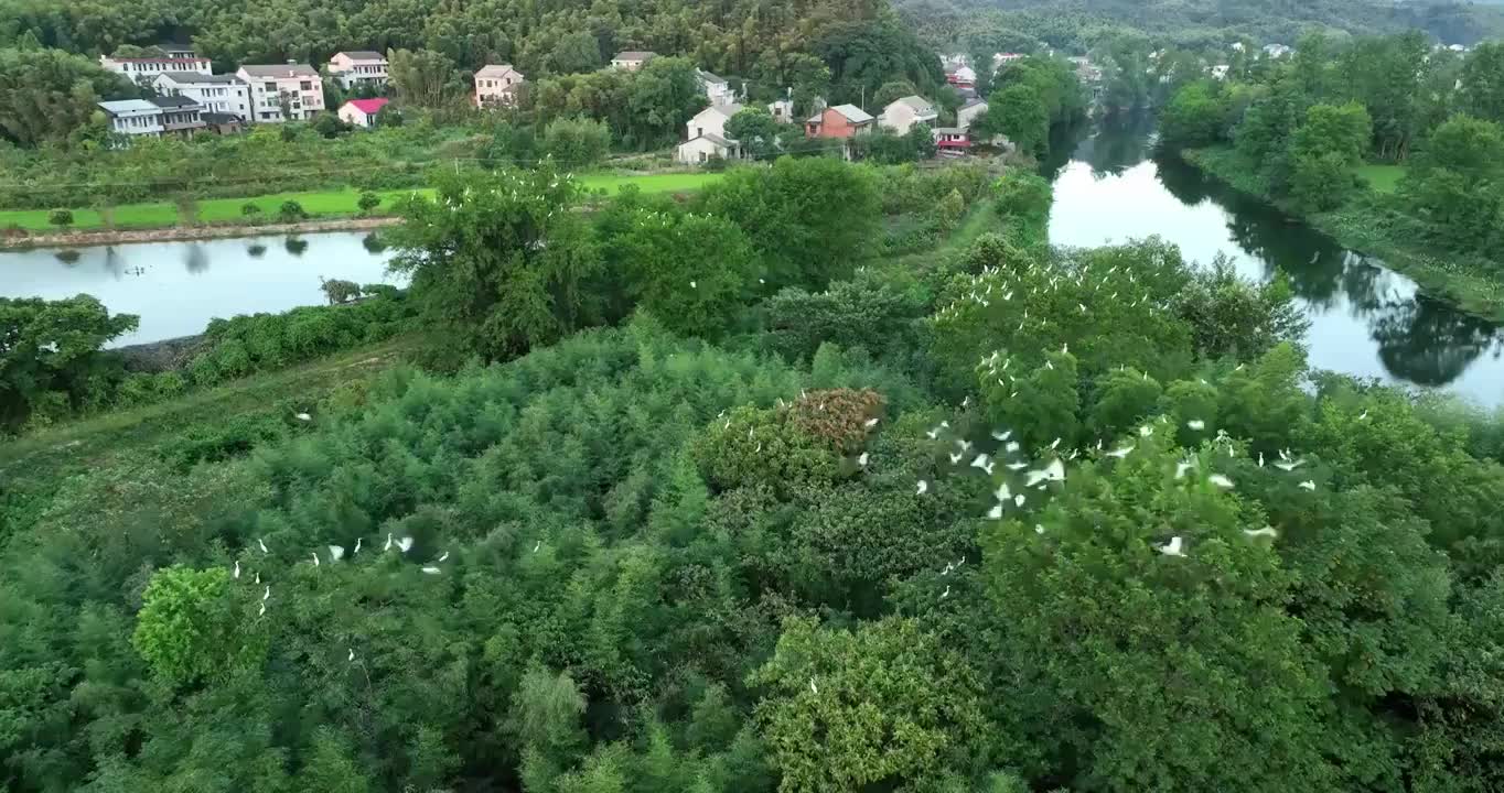 白鹭 候鸟 鹭鸟 夏候鸟 户外 绿色 自然 生态 环境 森林 湿地视频素材