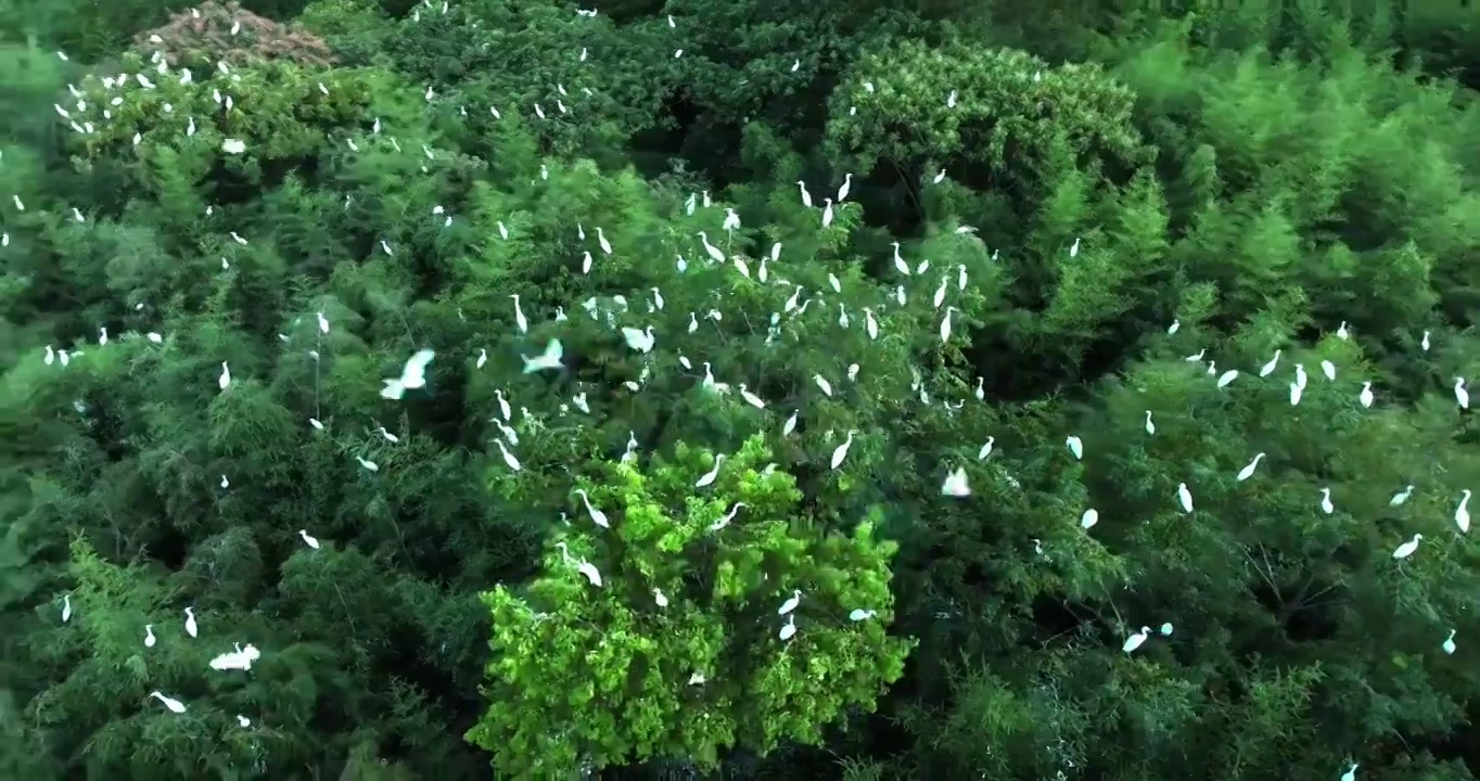 白鹭 候鸟 鹭鸟 夏候鸟 户外 绿色 自然 生态 环境 森林 湿地视频素材