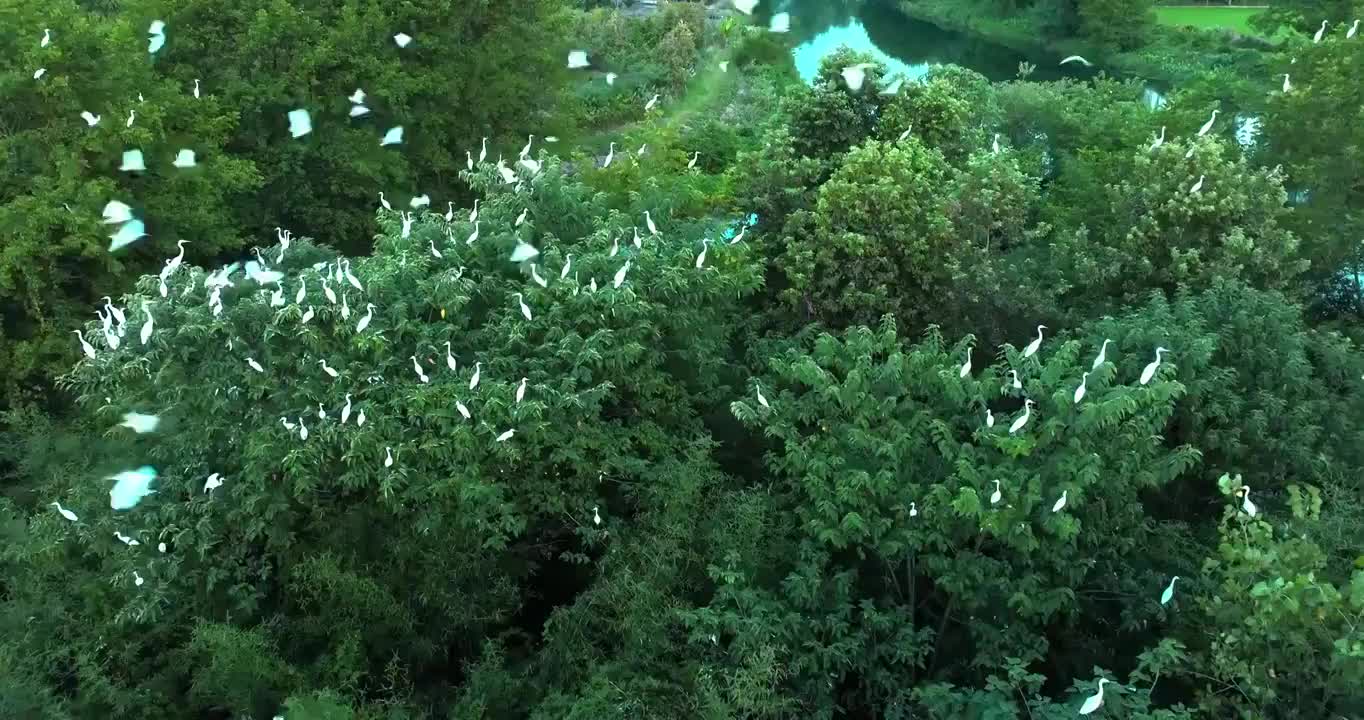 白鹭 候鸟 鹭鸟 夏候鸟 户外 绿色 自然 生态 环境 森林 湿地视频素材