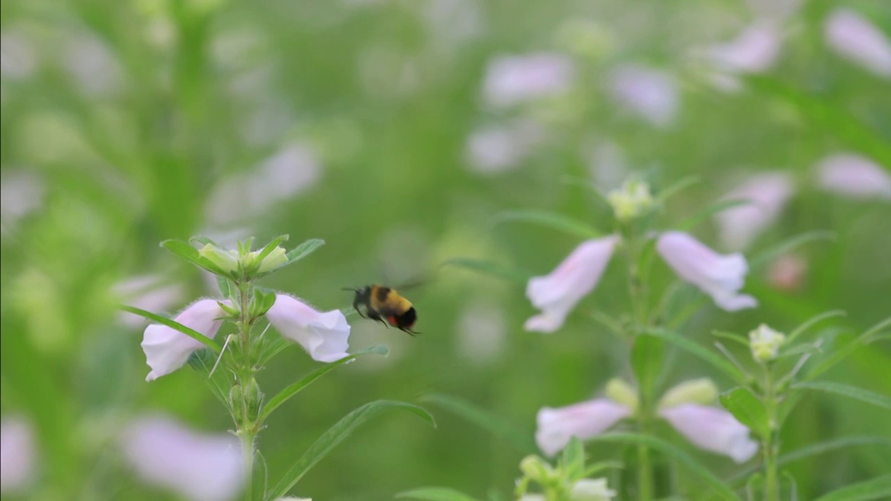 芝麻开花蜜蜂采蜜视频素材