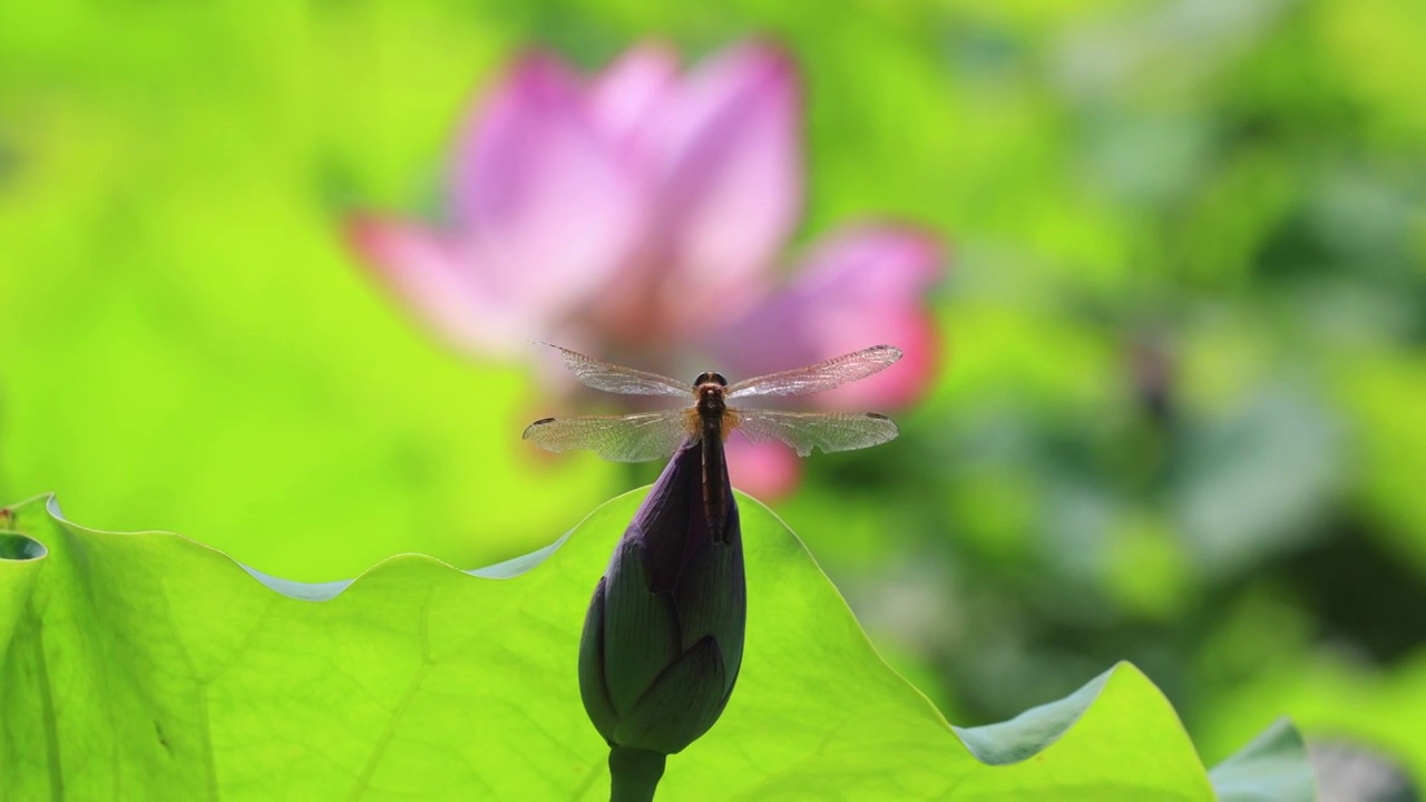 蜻蜓与荷花视频素材