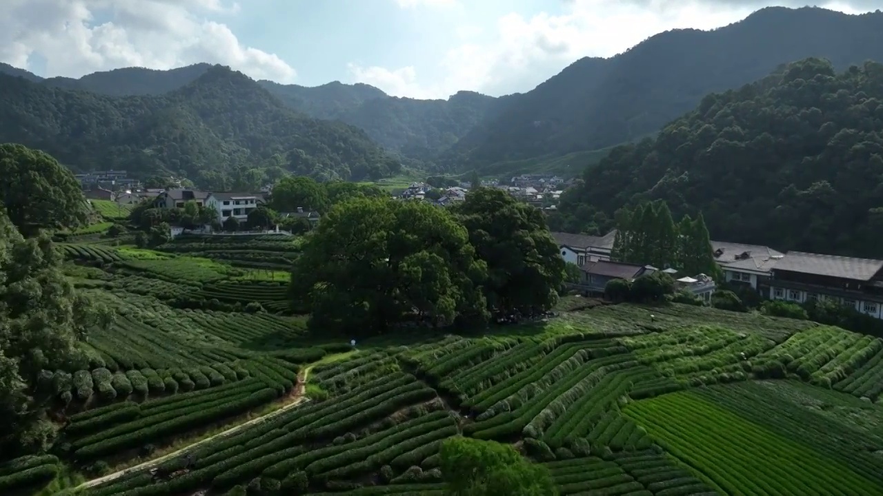 杭州龙井茶园视频素材