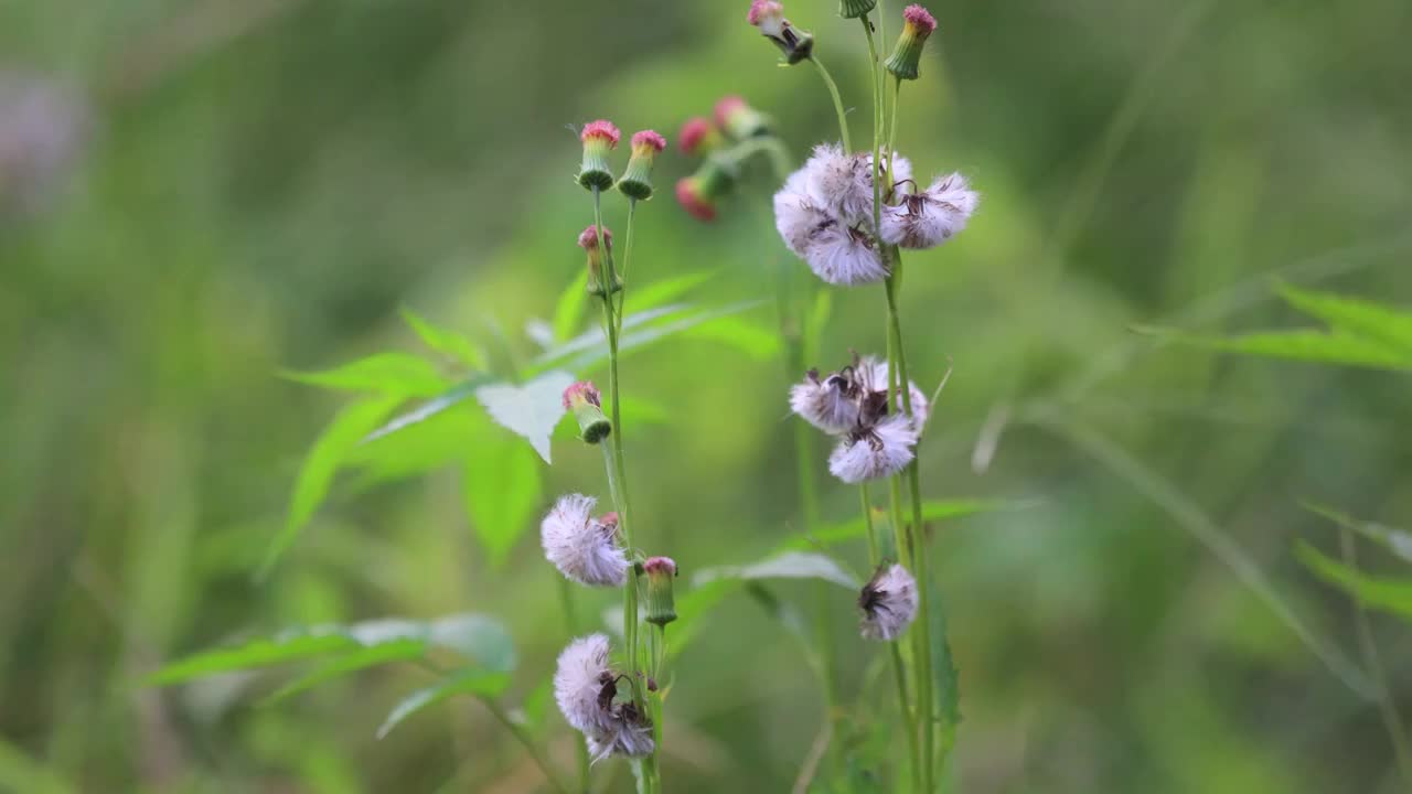 蒲公英花视频素材