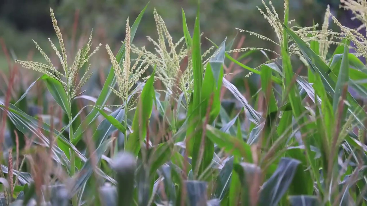 玉米地浇水视频素材