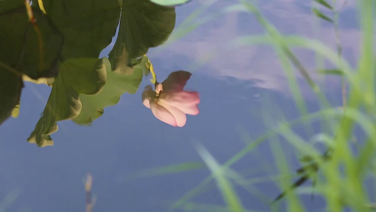 水中荷花视频素材