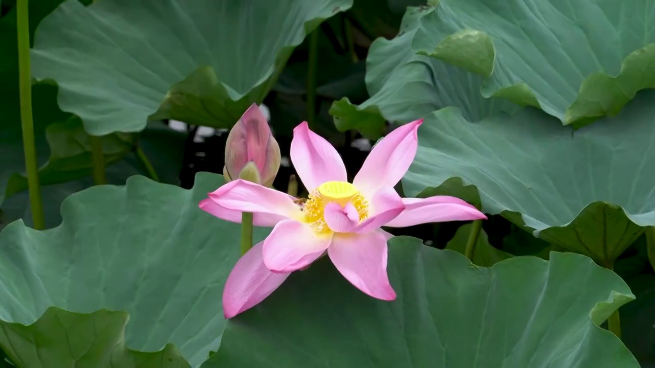 夏天公园池塘中盛开的荷花视频素材