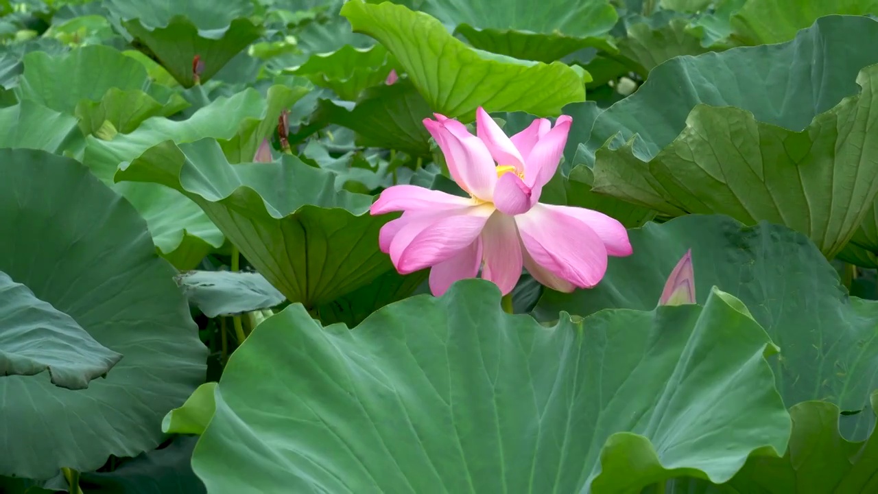 夏天公园池塘中盛开的荷花视频素材